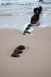 View of crab on beach