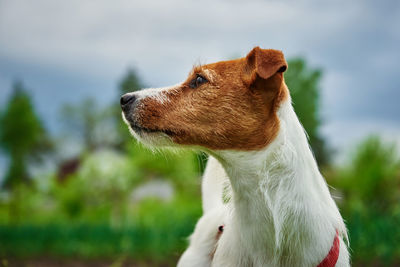 Dog portrait close up at green grass background