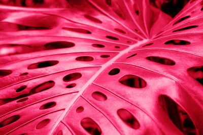 Close-up of a leaf of a tropical monstera plant. color of year 2023 viva magenta.