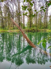 Reflection of trees in lake