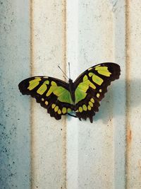 Close-up of butterfly on leaf
