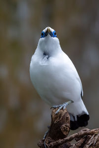 Close-up of bird perching