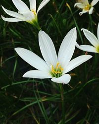 Close-up of white flower