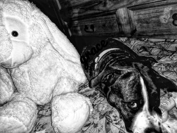 Close-up portrait of a dog