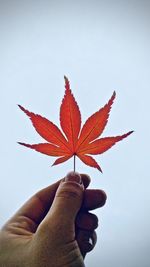 Close-up of hand holding maple leaves against sky