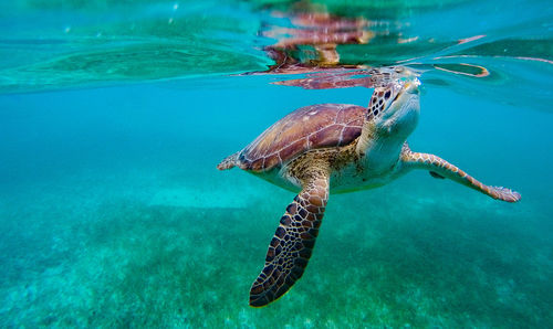 View of a turtle underwater