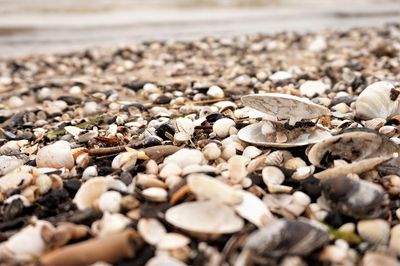 Close-up of stones on beach