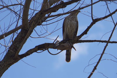 Low angle view of birds perching on tree