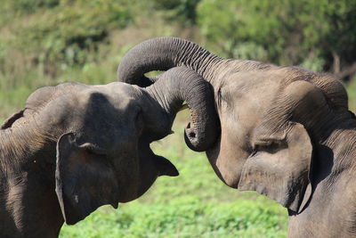 Elephant calves playing at udawalawe national park during sunny day