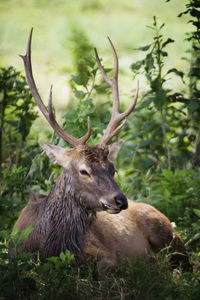 Deer on a field