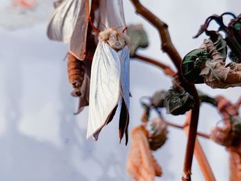 Close-up of dry leaves hanging on plant