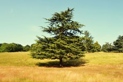 Scenic view of grassy field against blue sky