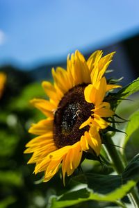 Close-up of honey bee pollinating on sunflower