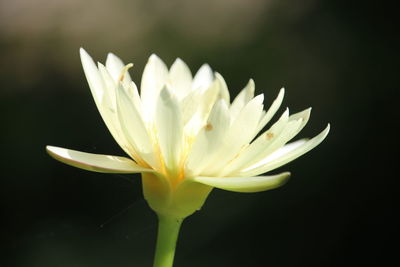 Close-up of white flower against black background