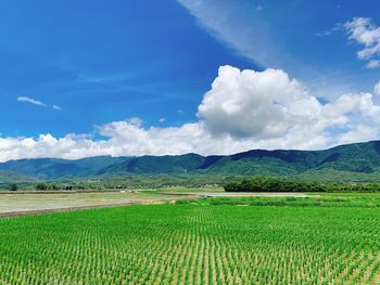 Scenic view of agricultural field against sky