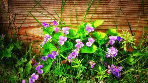 Close-up of purple flowers