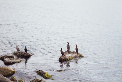 Birds swimming in lake