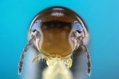 Close-up of insect on blue background