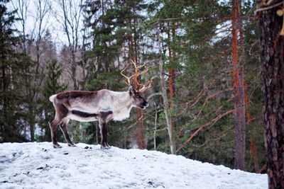 Two animals in forest