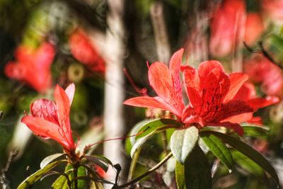 Close-up of red flowering plant