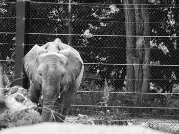 Elephant in a zoo