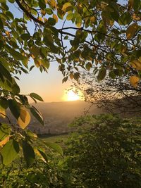 Tree against sky during sunset