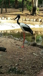 Bird perching on lake