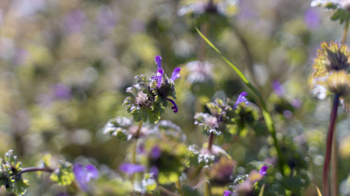 Close-up of insect on purple flowering plant