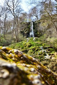 Scenic view of waterfall in forest