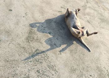 High angle view of cat lying on sand