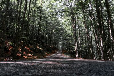 Road amidst trees in forest