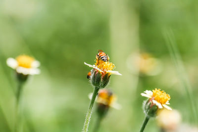 Close-up of insect pollinating on yellow flower