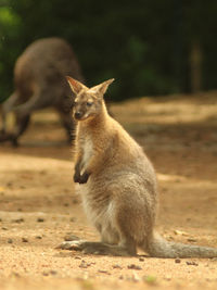 Kangaroo in zoo brno