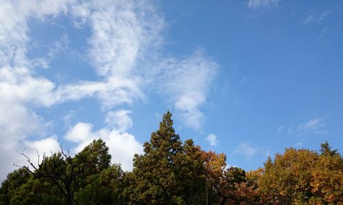 High section of trees against blue sky