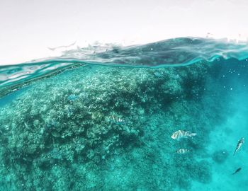 View of coral swimming in sea