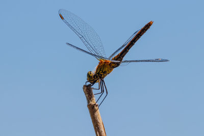 Close-up of dragonfly on twig