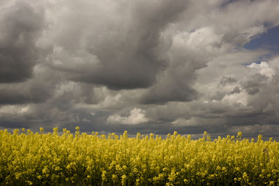 Scenic view of oilseed rape field against cloudy sky