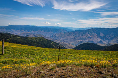 Scenic view of field against sky