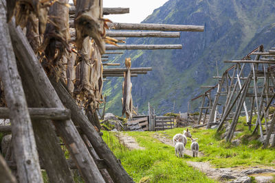 Stockfish on a drying flake with sheeps in norway