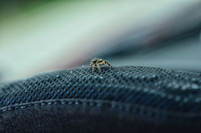 Close-up of spider on web