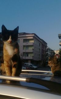 Cat looking away against sky