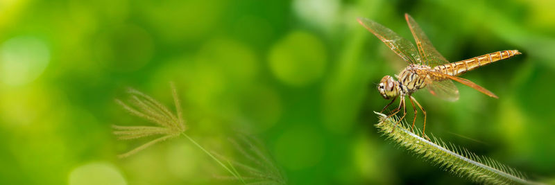 Close-up of insect on plant