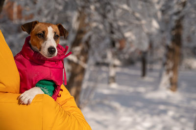 Portrait of dog on snow covered field