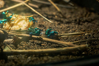 High angle view of insect on land