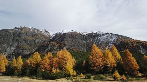 Scenic view of trees against sky