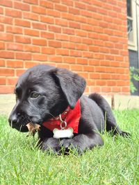 Dog relaxing on wall