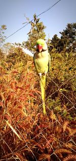 Bird perching on a tree