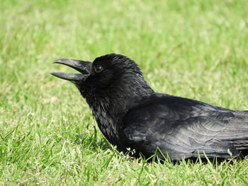 Close-up of a bird on grass