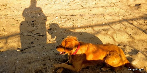 High angle view of dog on field