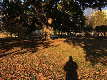 Shadow of tree on ground